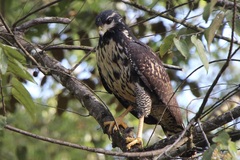 Buteogallus urubitinga