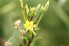 Oenothera rubricaulis