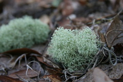 Cladonia evansii