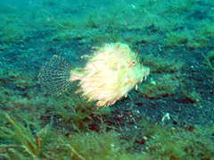 Chaetodermis penicilligerus