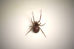Steatoda bipunctata