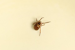 Steatoda bipunctata