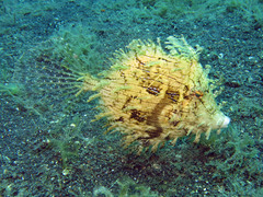 Chaetodermis penicilligerus