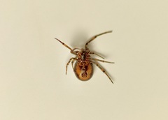 Steatoda bipunctata