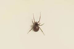 Steatoda bipunctata