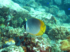 Chaetodon adiergastos