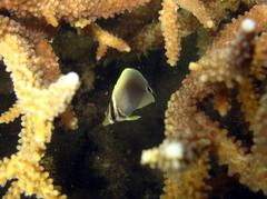 Chaetodon baronessa