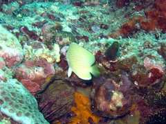 Chaetodon citrinellus