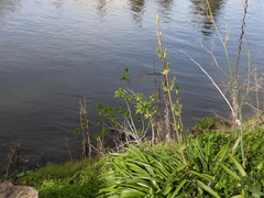 Aesculus californica