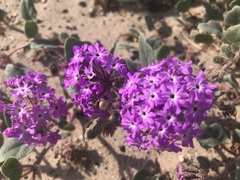Abronia villosa