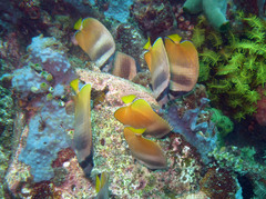 Chaetodon kleinii