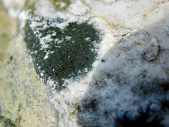 Scoliciosporum umbrinum