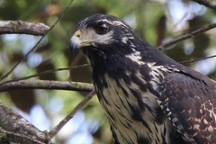 Buteogallus urubitinga