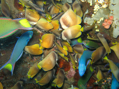 Chaetodon kleinii