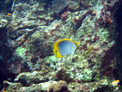 Chaetodon ocellicaudus