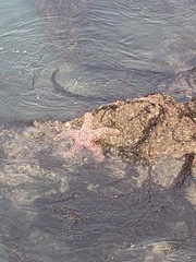 Pisaster giganteus