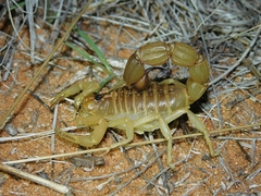 Parabuthus raudus