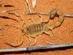 Parabuthus raudus