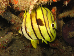 Chaetodon octofasciatus