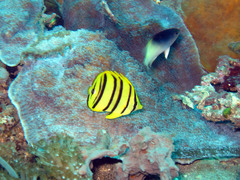 Chaetodon octofasciatus