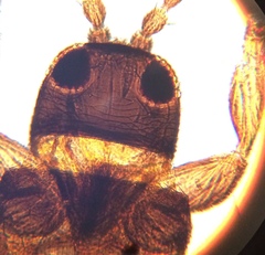 Apterothrips apteris