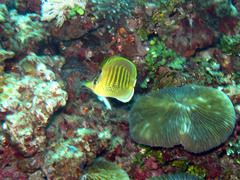 Chaetodon punctatofasciatus