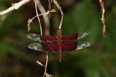 Camacinia gigantea