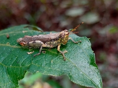 Proctolabinae