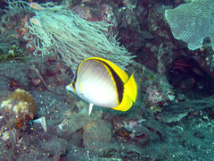Chaetodon selene