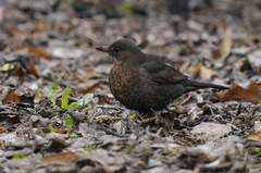Turdus merula