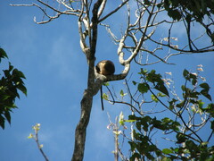 Dendrolagus lumholtzi