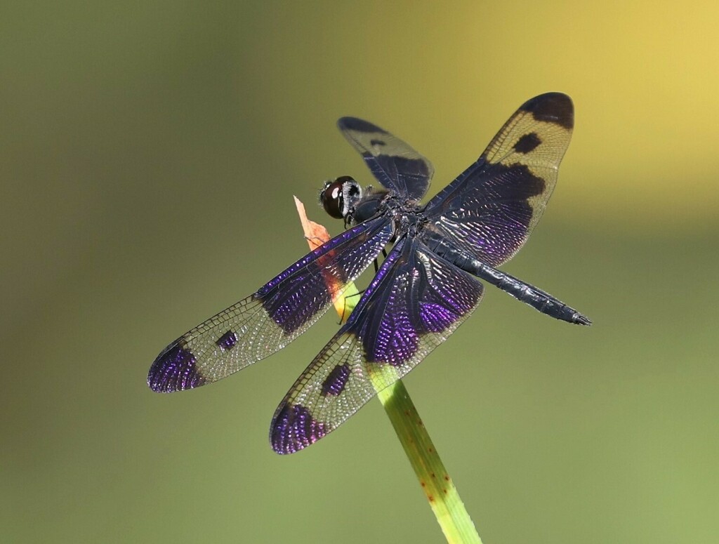 Pied Sapphire Flutterer