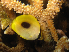 Chaetodon speculum