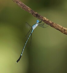 Lestes praevius