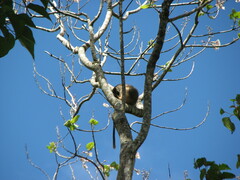 Dendrolagus lumholtzi