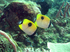 Chaetodon unimaculatus