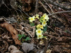 Primula vulgaris