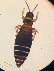 Apterothrips apteris