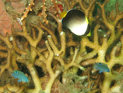 Chaetodontoplus mesoleucus