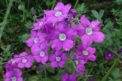 Legousia speculum-veneris