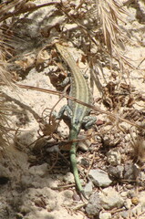 Anatololacerta pelasgiana