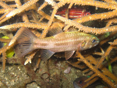 Cheilodipterus singapurensis