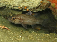 Cheilodipterus singapurensis