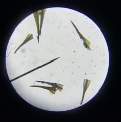 Ditrichum heteromallum