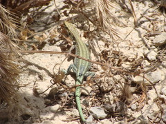 Anatololacerta pelasgiana