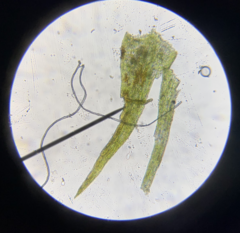 Ditrichum heteromallum