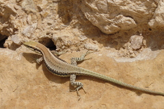 Phoenicolacerta kulzeri petraea