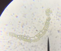 Ditrichum heteromallum