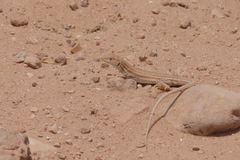 Acanthodactylus boskianus asper