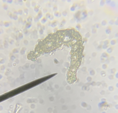 Ditrichum heteromallum